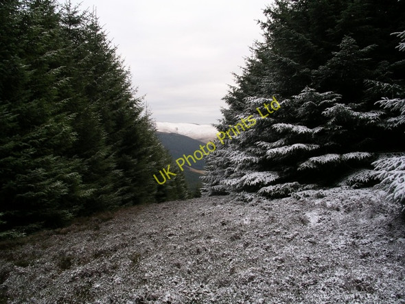 Photo 6"x4" Firebreak, Lamb Law Williamslee c2006