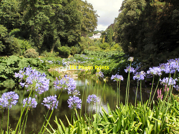 Photo 6"x4" Trebah Garden Durgan c2006 P2
