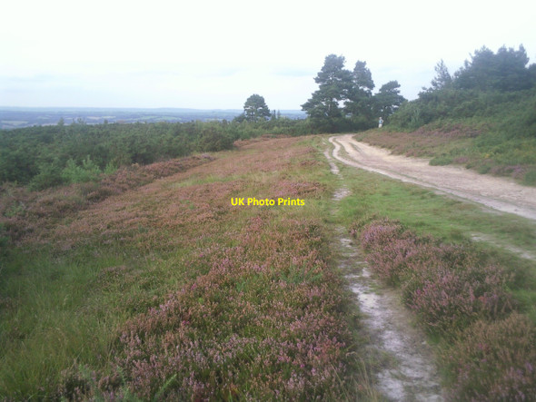 Photo 6"x4" Heather at Ashdown Forest Jumper's Town c2010