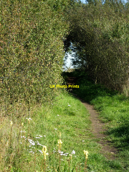 Photo 6"x4" Hambro Hill Footpath Rayleigh c2010