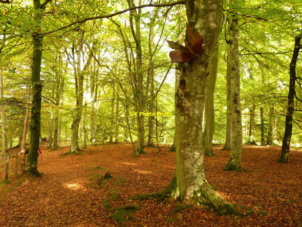 Photo 6"x4" Big butterfly Edzell c2010