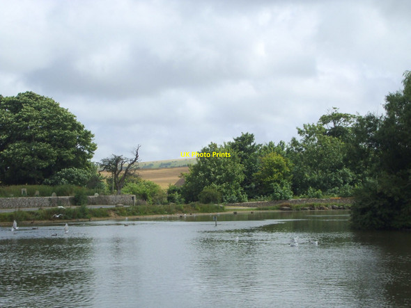 Photo 6"x4" Falmer pond near Brighton Falmer c2008