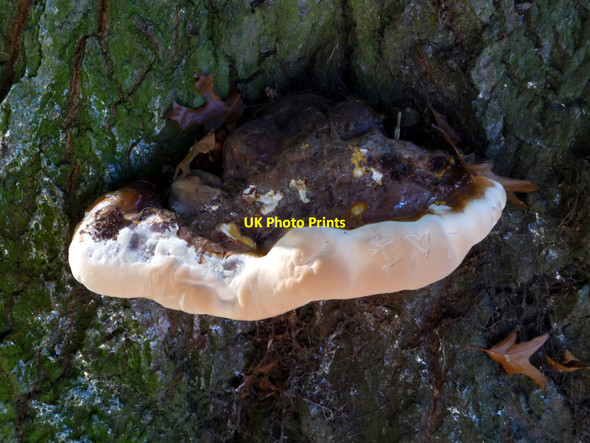 Photo 6"x4" Fungus on Tree, Oakwood Park, London N14 Southgate\/TQ3094 c2010