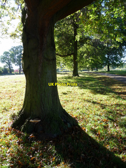 Photo 6"x4" Tree in Oakwood Park, London N14 Southgate\/TQ3094 c2010