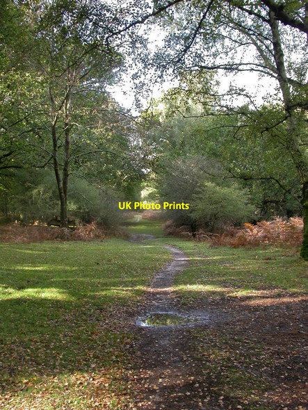 Photo 6"x4" Denny Lodge, footpath Furzey Lodge c2010