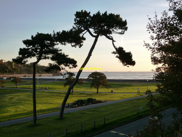 Photo 6"x4" Pine Trees, Goodrington Park Paignton c2010