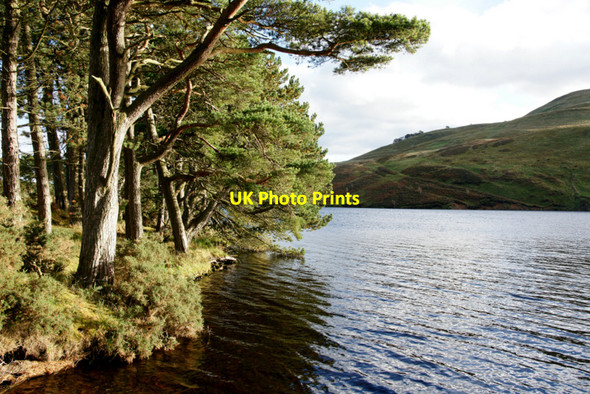 Photo 6"x4" Pines beside Glencorse Reservoir Woodhouselee c2010