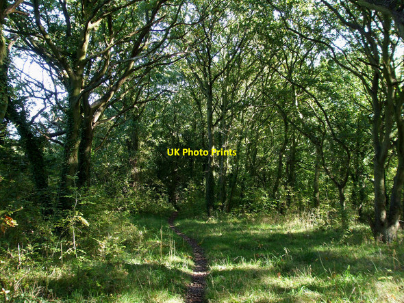 Photo 6"x4" Pathway through the Woods Rayleigh c2010