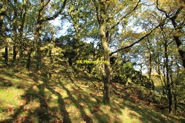 Photo 6"x4" Ashbury Tor Okehampton c2010