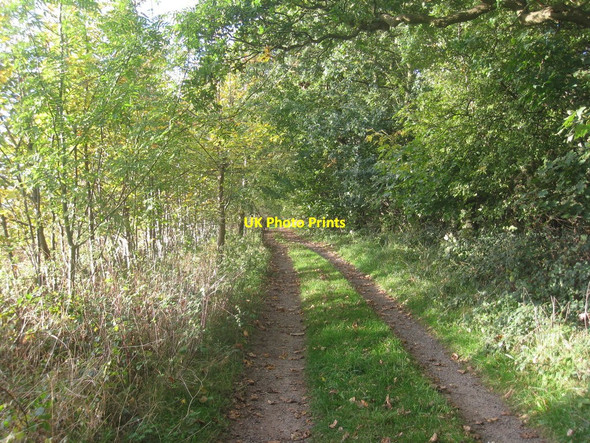 Photo 6"x4" National Cycle Route 1 through the edge of Hendale Wood Clixby c2010