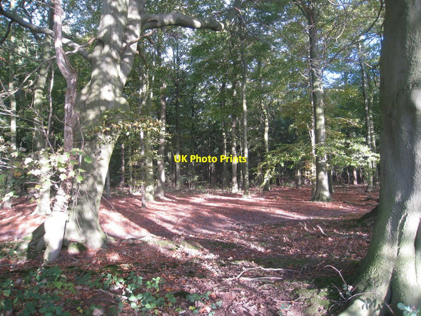 Photo 6"x4" In Hendale Wood Clixby c2010