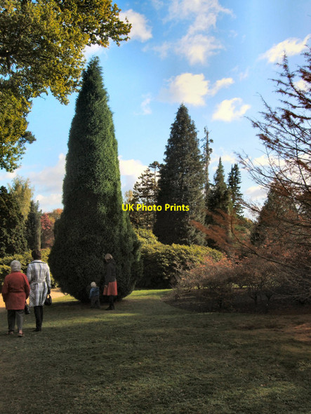 Photo 6"x4" Trees in Sheffield Park Gardens Fletching c2010
