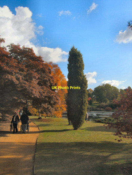Photo 6"x4" Tree by Middle Lake, Sheffield Park Fletching c2010