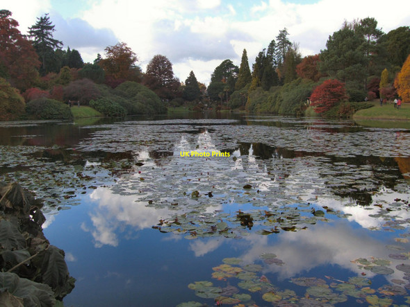 Photo 6"x4" Water lilies on Middle Lake Fletching c2010