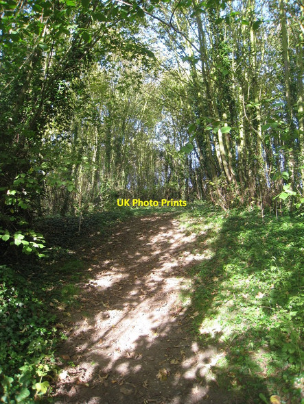 Photo 6"x4" Through the Woods Bigby c2010