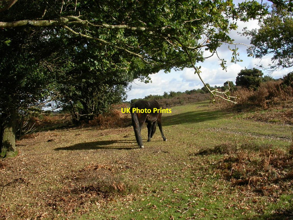 Photo 6"x4" Marrowbones Hill, pony Linford\/SU1806 c2010