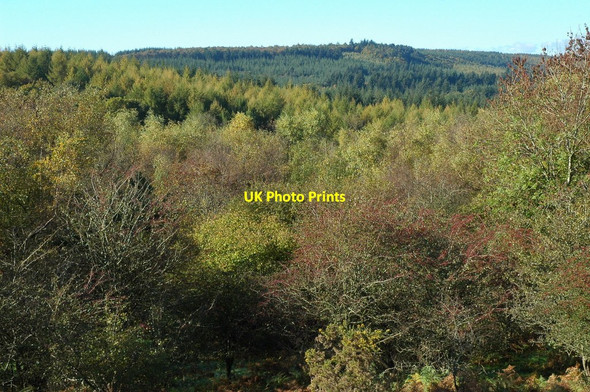 Photo 6"x4" Fedw Wood The Cot c2010