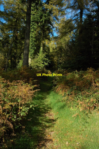 Photo 6"x4" Footpath through Kit's Wood Catbrook c2010