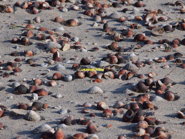 Photo 6"x4" Shells in Udal midden Greinetobht c2010