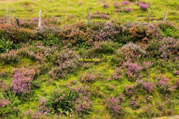 Photo 6"x4" Heather by the lay-by Nant Peris or Old Llanberis c2010
