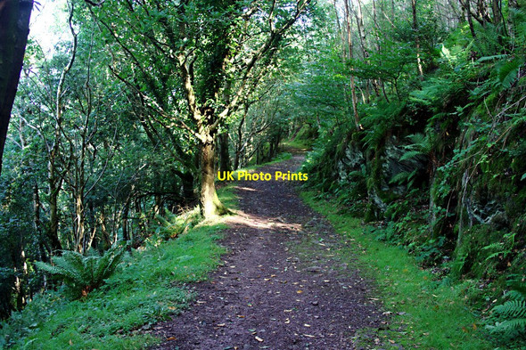 Photo 6"x4" Woodland Path Minehead c2010