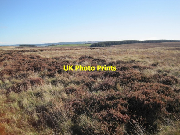 Photo 6"x4" View towards Fell Plantation Elrington c2010