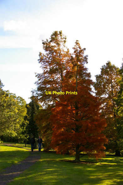Photo 6"x4" Specimen Tree, West Lodge Park Arboretum, Hadley Wood Hadley Wood c2010