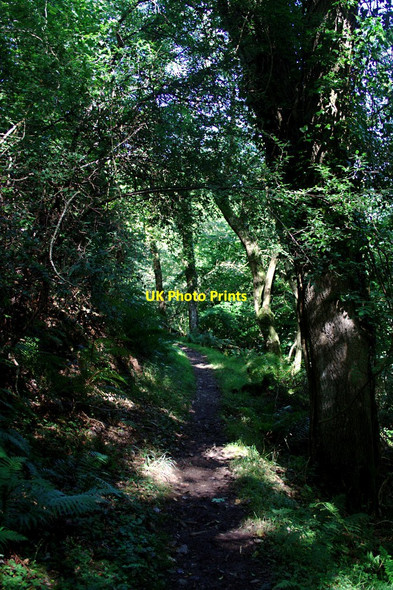 Photo 6"x4" Coast Path through Deciduous Woodland Leeford\/SS7748 c2010