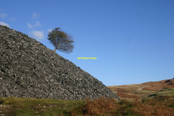 Photo 6"x4" Desolate tree Bowmanstead c2010