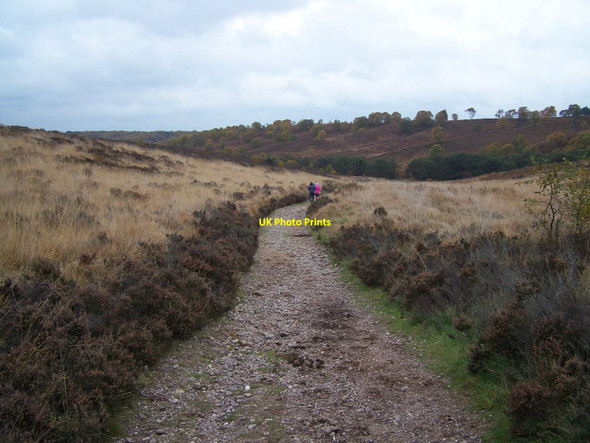 Photo 6"x4" Staffordshire Way, Cannock Chase Bednall Head c2010