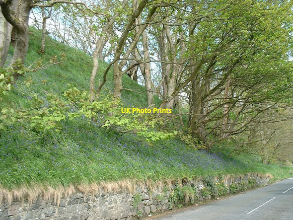 Photo 6"x4" Roadside bank of bluebells Sandhead c2010