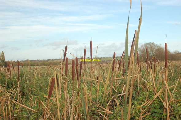 Photo 6"x4" Bulrushes near Marston Marston\/SK8943 c2010