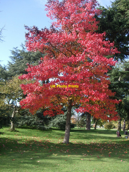 Photo 6"x4" Autumnal colours at Kew Brentford c2010