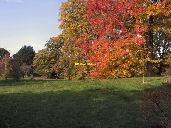 Photo 6"x4" Autumnal colours at Kew Brentford c2010