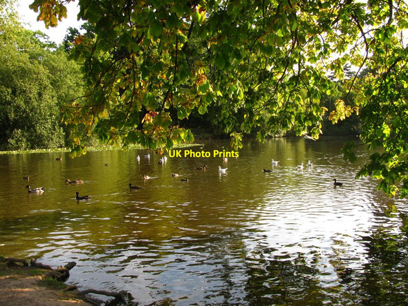 Photo 6"x4" Birds on the Lake Duffryn\/ST2985 c2010