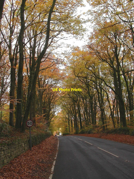 Photo 6"x4" Painswick, autumn tree colour Paradise\/SO8711 c2010