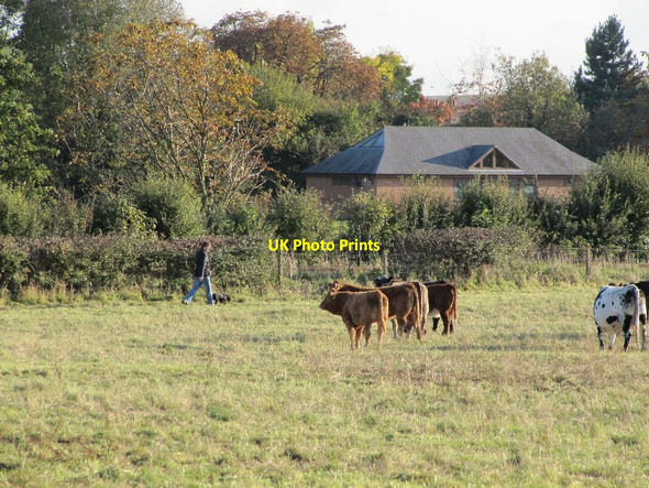 Photo 6"x4" Watching the cows Cholsey c2010