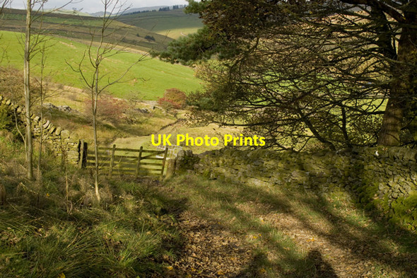 Photo 6"x4" Track at New Pasture Plantation Long Preston c2010