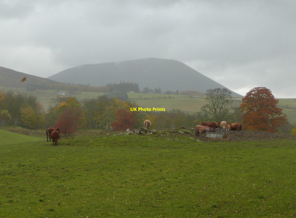 Photo 6"x4" Cattle feeding Bailanloan c2010