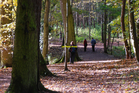 Photo 6"x4" Walking in Attingham Park Atcham c2010