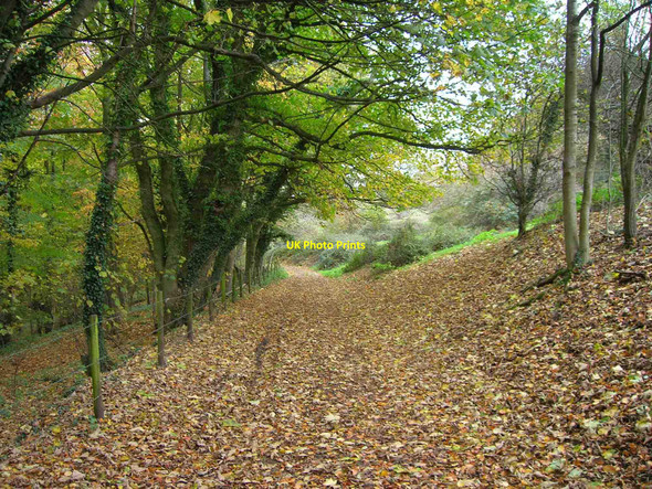 Photo 6"x4" Footpath alongside Bathwick Wood Bath\/ST7464 c2010