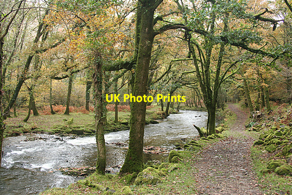 Photo 6"x4" Whitchurch: the Walkham valley Grenofen c2010