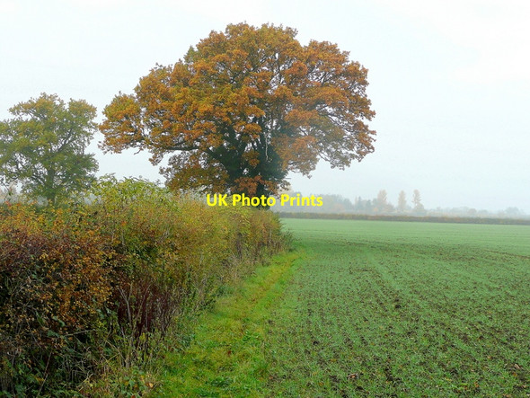 Photo 6"x4" Oak tree near Wood farm Barrow\/SO8824 c2010