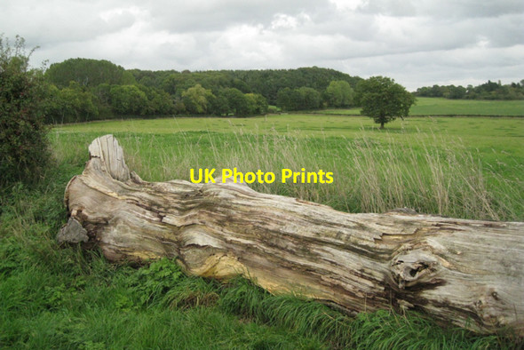 Photo 6"x4" Woodland east of Coppice Corner Farm: 1 Lowsonford c2010
