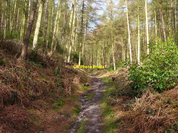 Photo 6"x4" Woodland Path in Lightoaks Wood Oakamoor c2010