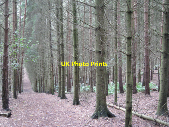 Photo 6"x4" Plantation east of Coppice Corner Farm Lowsonford c2010
