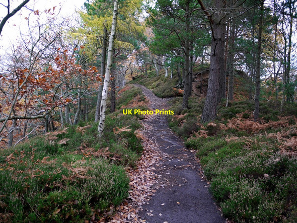 Photo 6"x4" Path to Staward Peel Langley\/NY8261 c2010