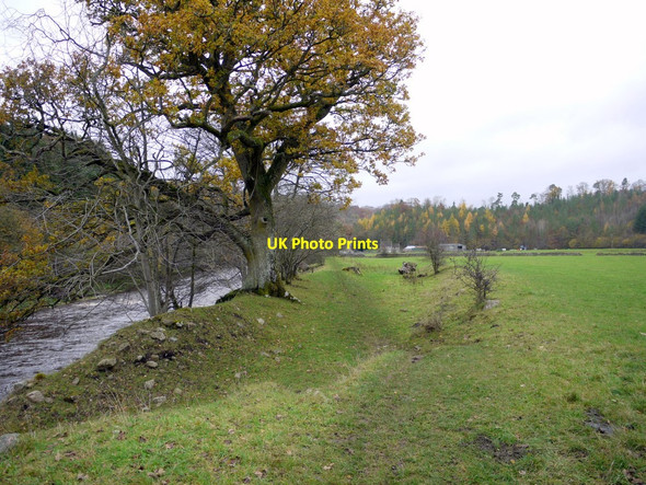 Photo 6"x4" River bank south of Plankey Mill Ridley\/NY7963 c2010