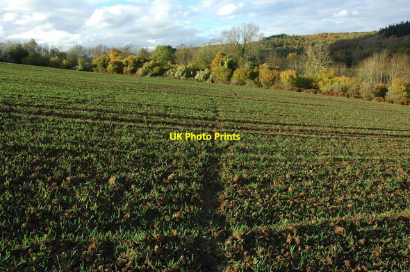 Photo 6"x4" Winter cereals near Redbrook Redbrook\/SO5310 c2010