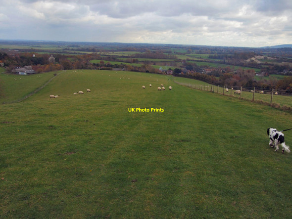 Photo 6"x4" Sheep on Hill above Glynde Glynde c2010